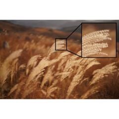 Sony FE 50mm f/1.2 GM Lens