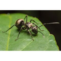 Laowa 50mm f/2.8 2X Ultra Macro APO Lens (MFT Uyumlu)