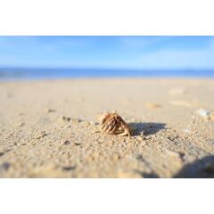 Canon RF 16mm f/2.8 STM Lens