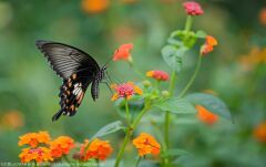 Laowa Venus 100mm f/2.8 2X Ultra Macro APO Canon RF