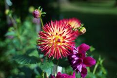 7artisans 35mm F2.0 Fuji Lens (FX mount)