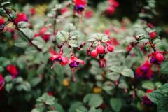 7artisans 35mm F2.0 Fuji Lens (FX mount)