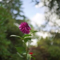 7artisans 35mm F2.0 Sony Lens (Full Frame)