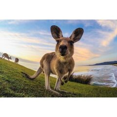 GoPro Tripod Mounts - Tripod Bağlantı Parçaları