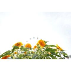 Sigma 10-18mm f/2.8 DC DN Contemporary Lens (Canon-RF)