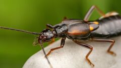 7artisans 60mm F2.8 Macro APS-C Lens M43 (Panasonic Olympus Mount)