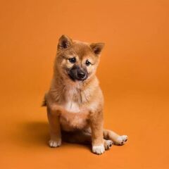 Savage (U.S.A) Stüdyo Kağıt Fon Sienna 271x1100 cm