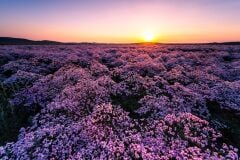 Laowa Venus 15mm f/2 FE Zero-D Lens Nikon (Z-Mount)