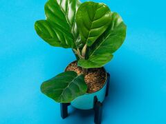 Superior Nassau 2.72 x 11 Metre Fon Kağıdı (P111406)