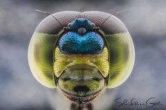 Laowa Venus 25mm f/2.8 2.5-5X Ultra Macro Lens Canon (EF-Mount)