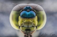 Laowa Venus 25mm f/2.8 2.5-5X U0ltra Macro Lens Nikon (F-Mount)