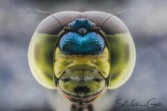 Laowa Venus 25mm f/2.8 2.5-5X Ultra Macro Lens Sony (FE-Mount)