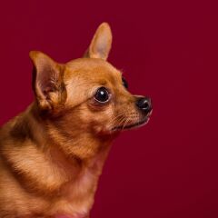 Savage (U.S.A) Stüdyo Kağıt Fon Crimson 271x1100 cm