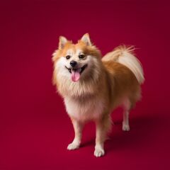 Savage (U.S.A) Stüdyo Kağıt Fon Crimson 271x1100 cm