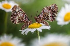 Laowa Venus 100mm f/2.8 2X Ultra Macro APO Canon (EF-Mount)