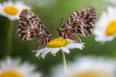 Laowa Venus 100mm f/2.8 2X Ultra Macro APO Nikon (F-Mount)