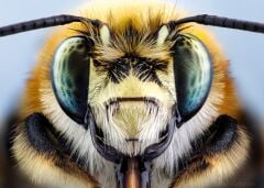 Laowa Venus 100mm f/2.8 2X Ultra Macro APO Sony (FE-Mount)