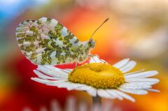 Laowa Venus 100mm f/2.8 2X Ultra Macro APO Sony (FE-Mount)