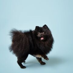 Savage (U.S.A) Stüdyo Kağıt Fon Sky Blue 271x1100 cm