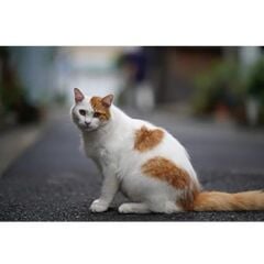 Sigma 85mm f/1.4 DG DN Art Lens (Sony E)