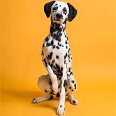 Savage (U.S.A) Stüdyo Kağıt Fon Marmalade 271x1100 cm